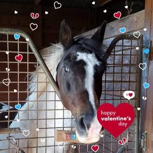 Meet your Posher, Joyce